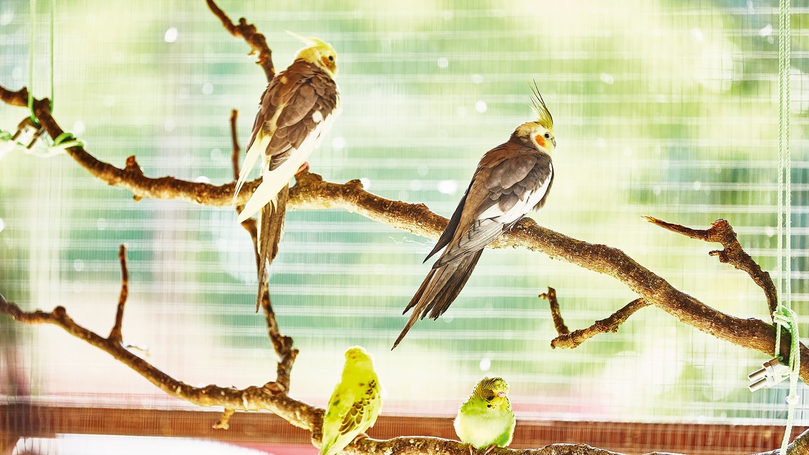 Discover the aviary at Norton Grange - home to colourful tropical birds that capture the hearts of all who visit.