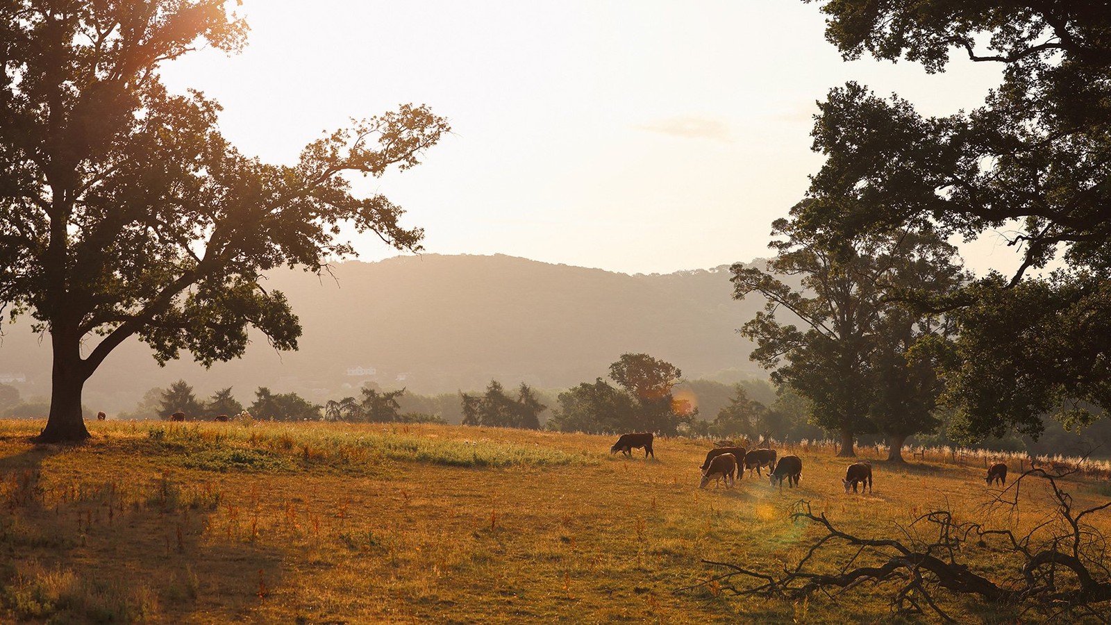 As the sun sets, casting a golden glow over the Herefordshire countryside, a magical atmosphere surrounds you - sit back, relax, and let our team take care of everything.