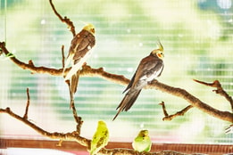 Tropical birds in the aviary at Norton Grange