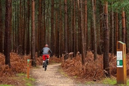 A cyclist riding through Swinley Forest
