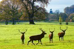 Deer at Windsor Great Park