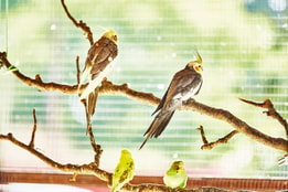 Tropical birds in the aviary at Norton Grange