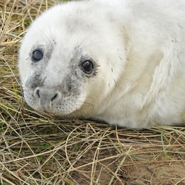 seal on horesy gap beach