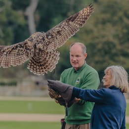 Birds of prey experience at Heythrop Park