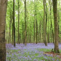 purple flowers in a forest