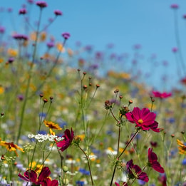 colourful flowers with blue sky