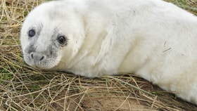 seal on horesy gap beach