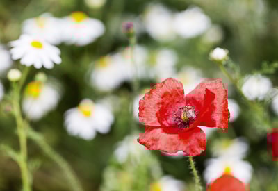 Close up of a red poppy in a field of daisies