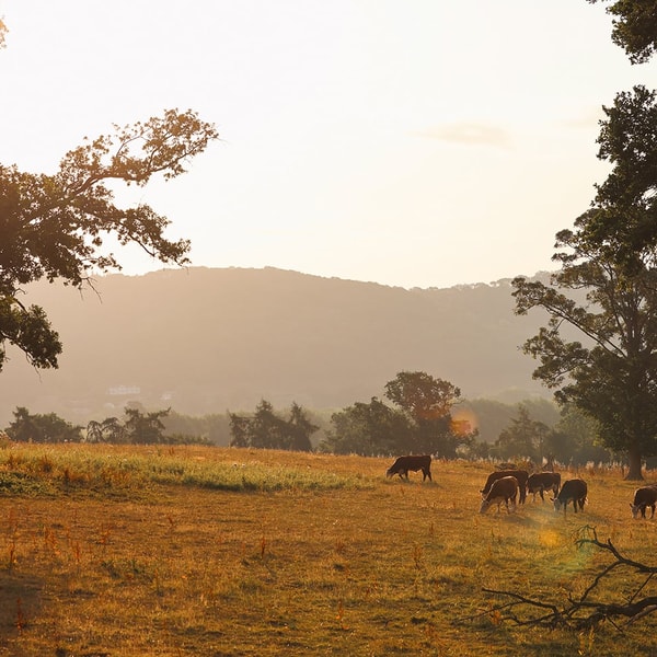 As the sun sets, casting a golden glow over the Herefordshire countryside, a magical atmosphere surrounds you - sit back, relax, and let our team take care of everything.