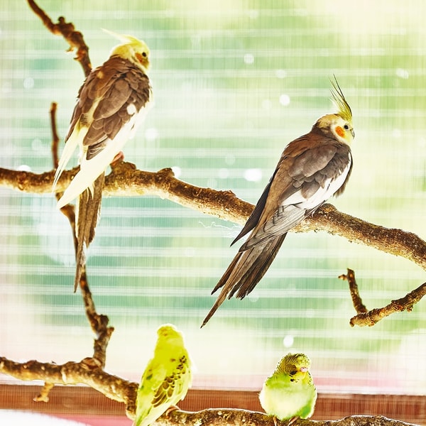 Discover the aviary at Norton Grange - home to colourful tropical birds that capture the hearts of all who visit.