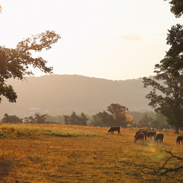 As the sun sets, casting a golden glow over the Herefordshire countryside, a magical atmosphere surrounds you - sit back, relax, and let our team take care of everything.
