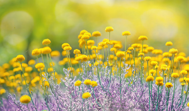A vibrant field of yellow flowers atop delicate purple foliage, illuminated by soft sunlight, creating a serene and colorful spring atmosphere.