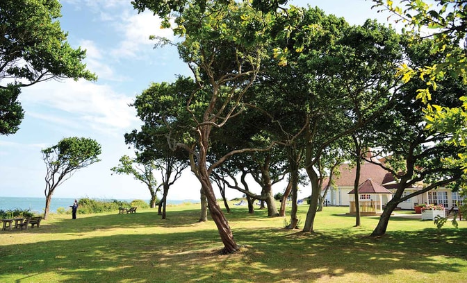 Trees giving shadow over the Bembridge grounds.