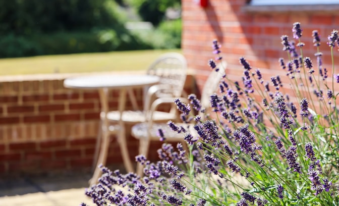 Close-up of purple lavender flowers in bloom with a blurred patio seating area featuring a round table and chairs set against a brick wall and greenery in the background.